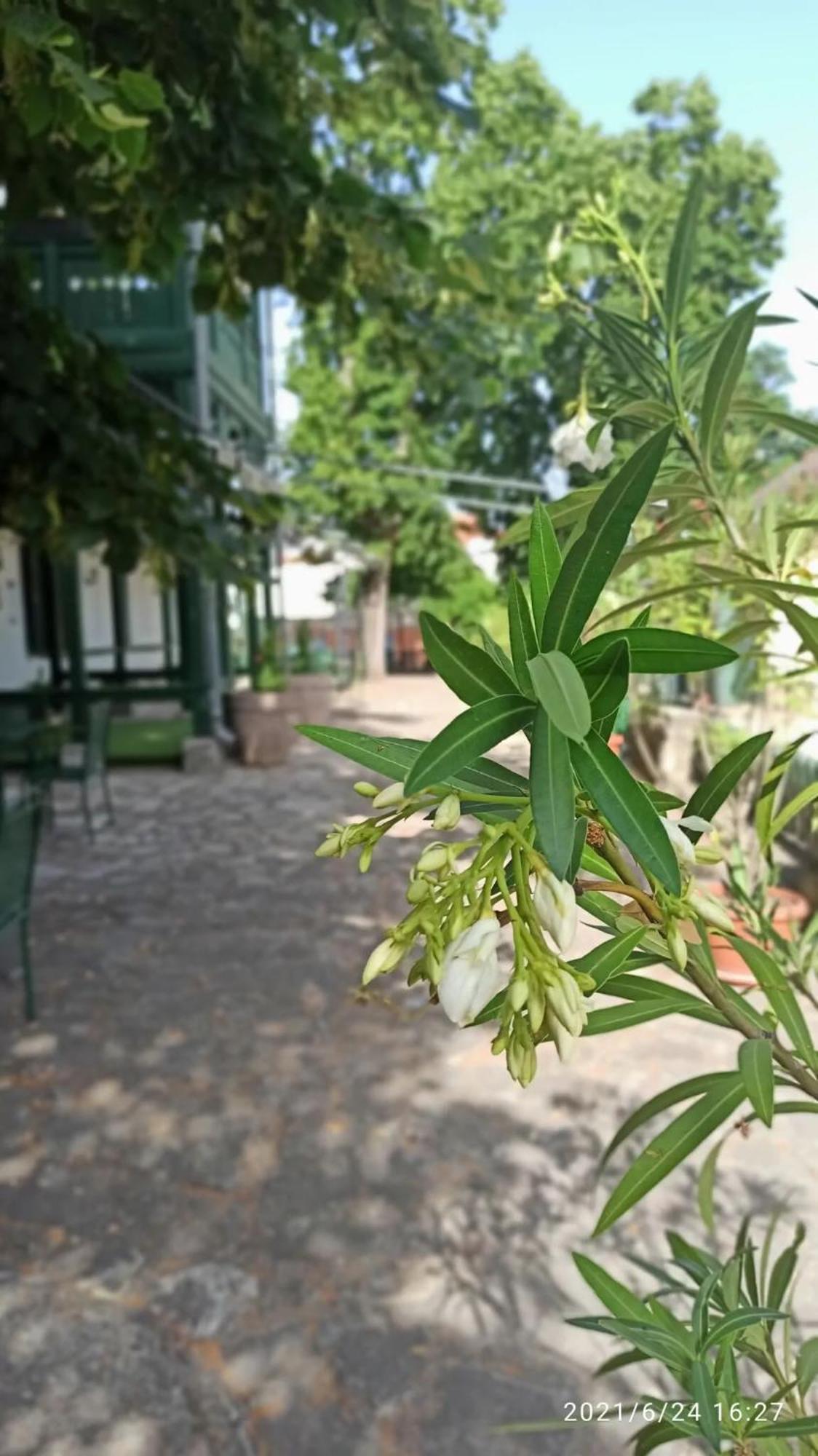 Bed and Breakfast Svajci Lak Panzio Ньиредьхаза Экстерьер фото